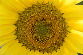 Tournesol sur Erik Buitenhuis