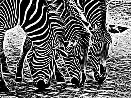 Zebra von Karl-Heinz Lüpke