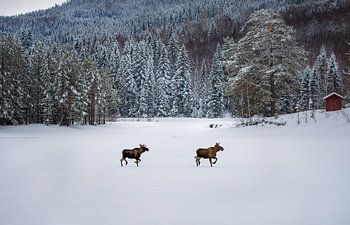 Elanden over een besneeuwd meer