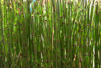 Bambus