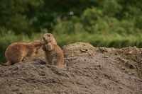 Prairie dogs