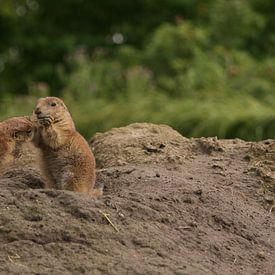 Prairie dogs von Lisanne Mudde