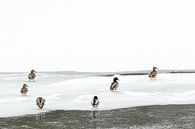 Ducks on the ice in Yellowstone by Sjaak den Breeje thumbnail