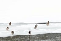 Ducks on the ice in Yellowstone