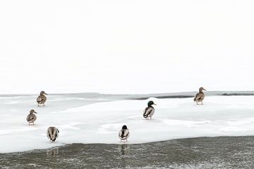 Des canards sur la glace à Yellowstone sur Sjaak den Breeje