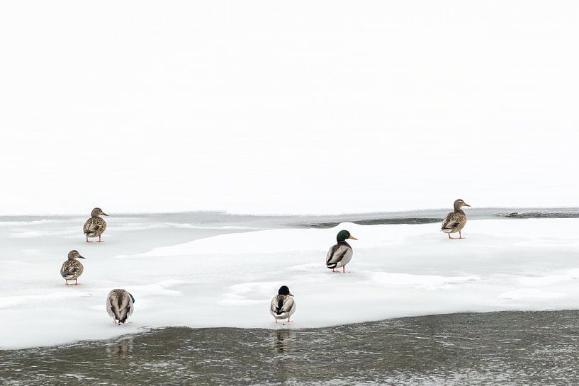 Ducks on the ice in Yellowstone by Sjaak den Breeje