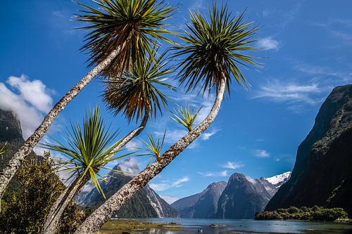 Palmbomen bij Milford Sound, Nieuw-Zeeland
