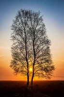 Zonnetje door de bomen