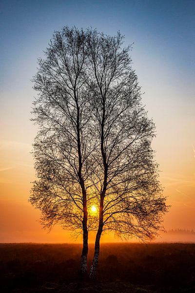 Sunshine through the trees by Wilma Wijnen