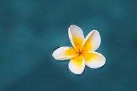 Zen bloem