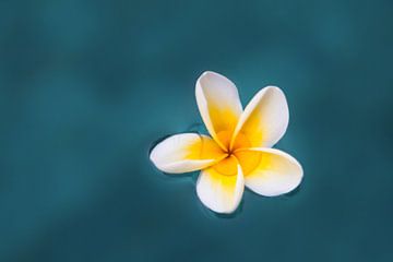 Zen bloem van Dennis Claessens