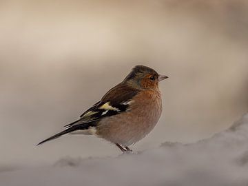 Vogel in de sneeuw van Ilona Hogers