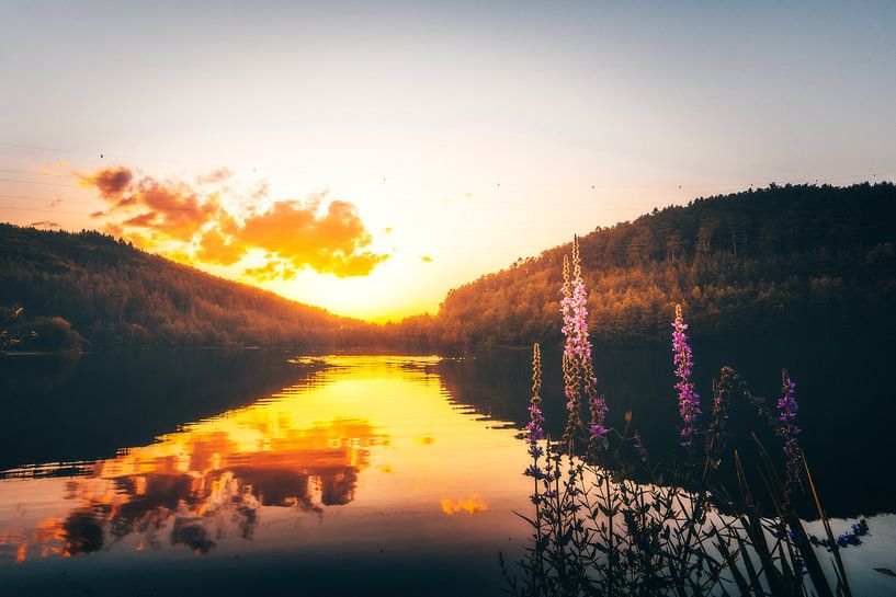 Zonsondergang bij meer met bloemen in Duitsland in aard van Fotos by Jan Wehnert
