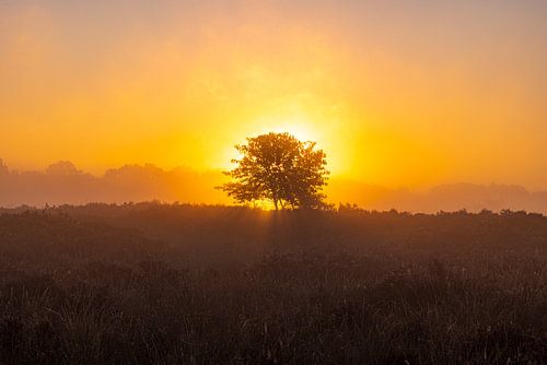 De Drentse heide tijdens zonsopkomst
