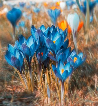 Blauwe krokusbloemen