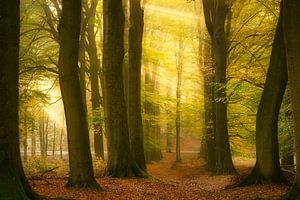 Fall Phenomenon