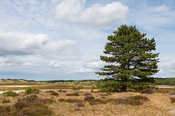 Große Solitärkonifere im Dünengebiet der Schoorl-Dünen in den Niederlanden