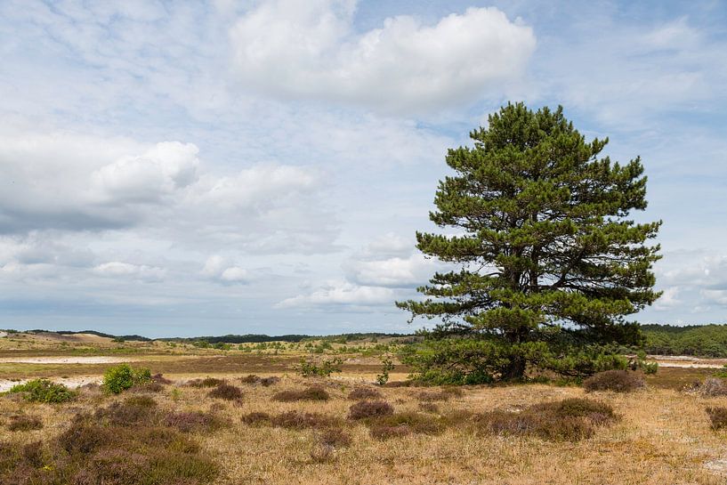 beautiful large lone conifer in the dune area of the Schoorlse dunes in the Netherlands by ChrisWillemsen
