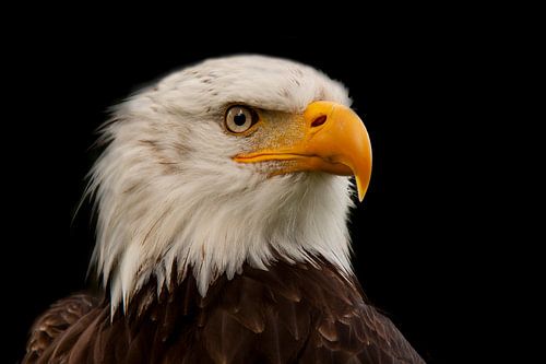 Bald Eagle, USA