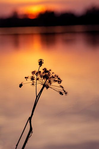 nocturna quidem carpentes solis occasum