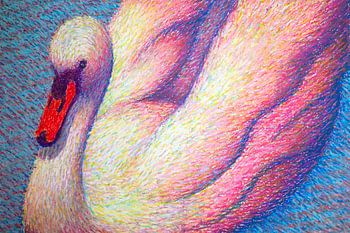 Swan
