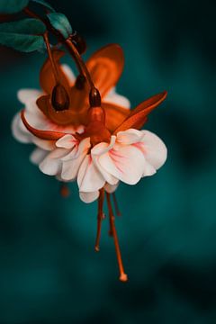 Dreamy Fuchsia by Saskia Schotanus