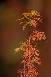 Japanese pagoda tree.