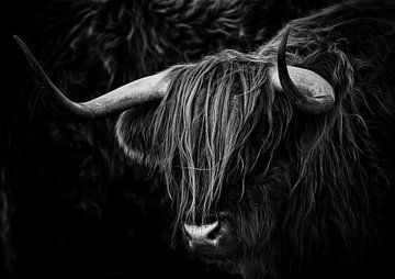Scottish Highlander black and white