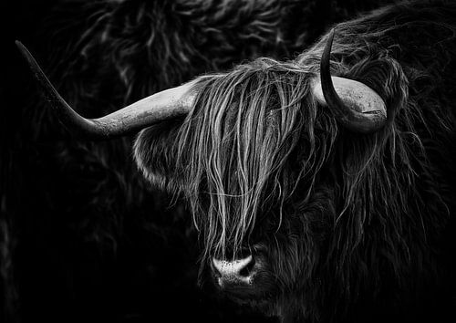 Scottish Highlander black and white by Bert Hooijer