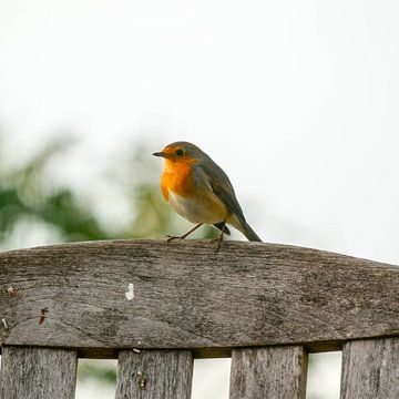 Little Robin by Dionne Houter-Pool