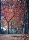 Herbst 26 von snippephotography Miniaturansicht