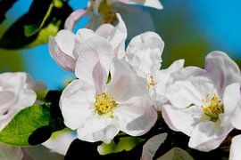 Apple blossoms in spring