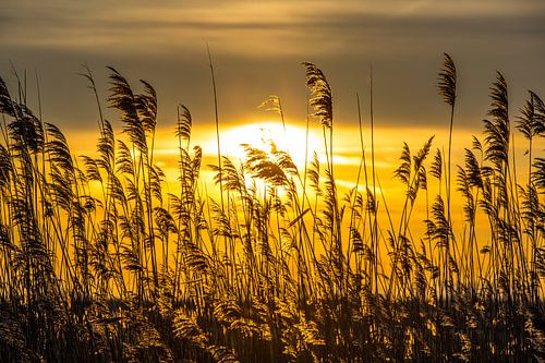  Riethalmen en zon 