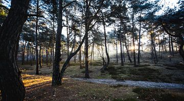 Brunsummerheide van Yvette Baur