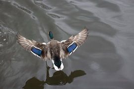 Flying bird on the run by Reinaerde Digiteam Woerden