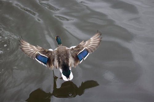Flying bird on the run