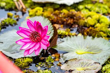 Lotusbloem in Thailand van Barbara Riedel