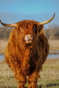Schotse hooglander aan het neus peuteren