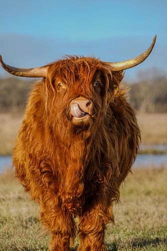 Highlander écossais se curant le nez