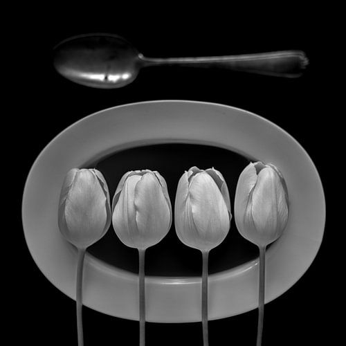 Stilleben mit weißen Tulpen in Monochrom