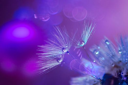 Dandelion with dewdrops