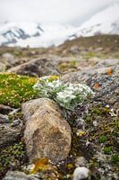 Edelweiß, Flora und Fauna der Alpen – faszinierende Naturfotografie aus den Bergen.