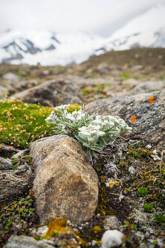 Edelweiss, flora en fauna van de Alpen - fascinerende natuurfotografie uit de bergen.