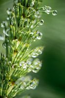 Dewdrop on pine needles