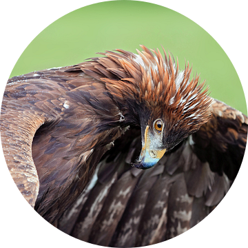 Golden eagle (steenarend) van gea strucks