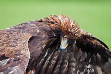 Golden eagle (steenarend) van gea strucks