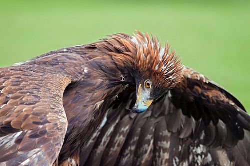 Golden eagle (steenarend)