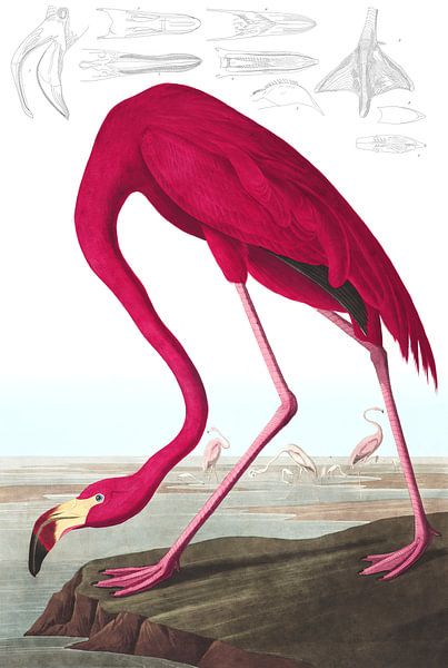 Amerikanischer Flamingo, John James Audubon von Meisterhafte Meister