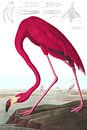 Amerikanischer Flamingo, John James Audubon von Meisterhafte Meister Miniaturansicht