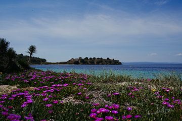 Sea of flowers on the coast of Sithonia by Lisanne Storm